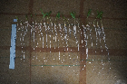Seedlings of the BonnMu mutant line L-0560