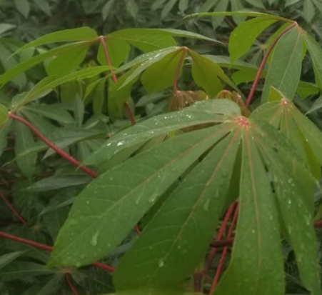 Genome annotation of Manihot esculenta (cassava)