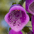 Thumbnail for Digitalis purpurea genome sequence and annotation V2