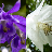 Thumbnail for Purple and White Aquilegia vulgaris genome sequence and annotation V2