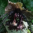 Thumbnail for Tacca chantrieri genome sequence and annotation