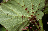 Thumbnail for Begonia manicata genome sequence and annotation
