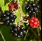 Thumbnail for Rubus armeniacus genome sequence and annotation