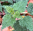 Thumbnail for Genome sequence and annotation of Urtica dioica