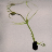 Thumbnail for Utricularia gibba genome sequence and annotation