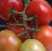 Thumbnail for BUTom21: Still image tomato dataset for detection and segmentation
