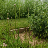 Thumbnail for Valeriana officinalis genome sequence and annotation V1