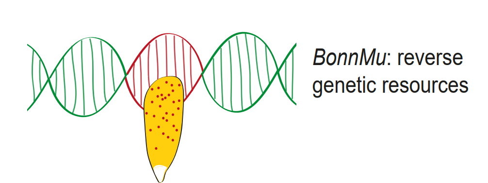 BonnMu Maize logo